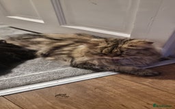 Mixed Breed cats for sale: Two kittens looking for forever homes - Image 10