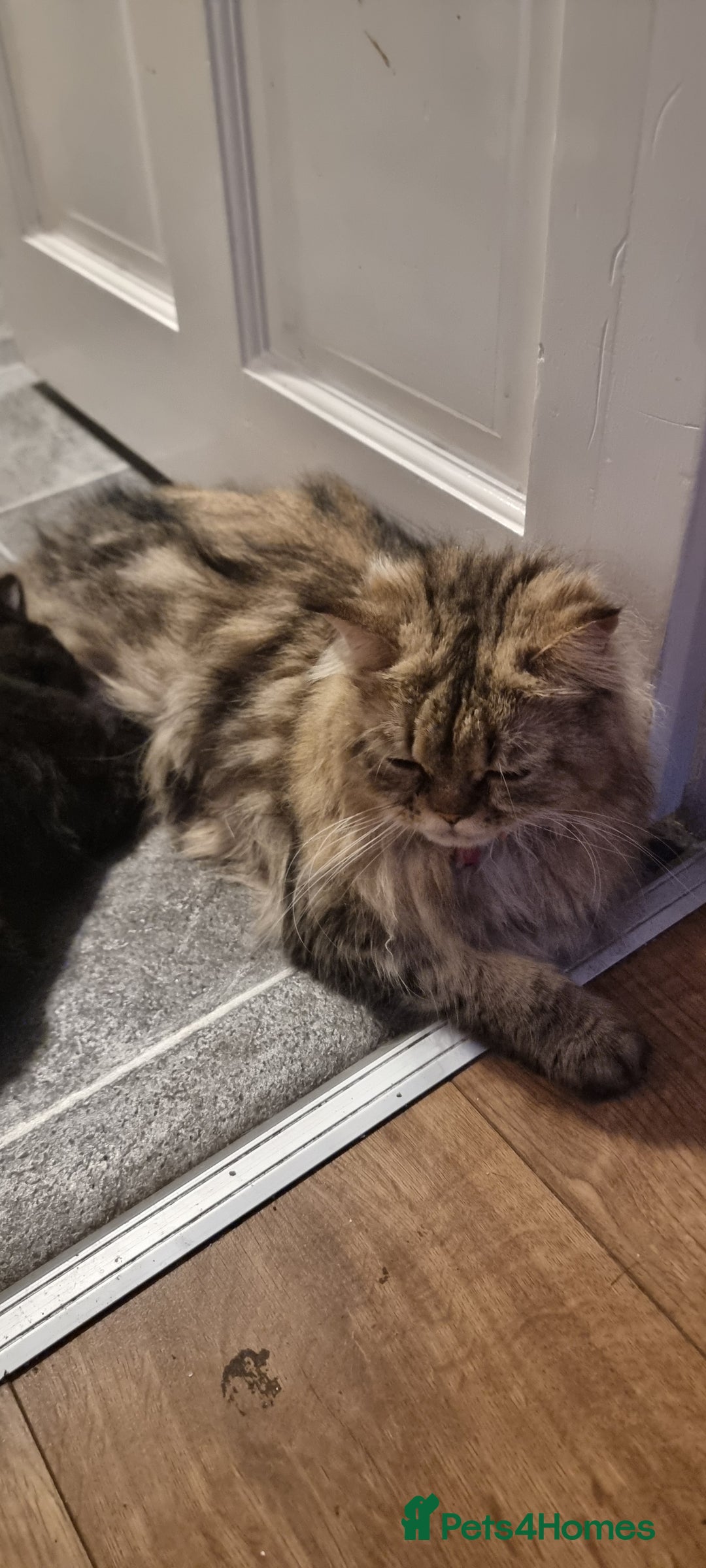 Mixed Breed cats for sale: Two kittens looking for forever homes - Image 10