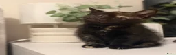 Mixed Breed cats for sale: 5 mixed kittens for sale  in Wallasey - Advert 27