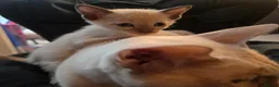 Tonkinese cats for sale: First generation, pedigree, registered,vet checked - Advert 6