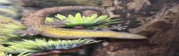 Gecko reptiles for sale: Mourning Geckos - Advert 1