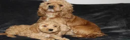 Cockapoo dogs for sale: American cockapoo from health tested parents - Advert 4