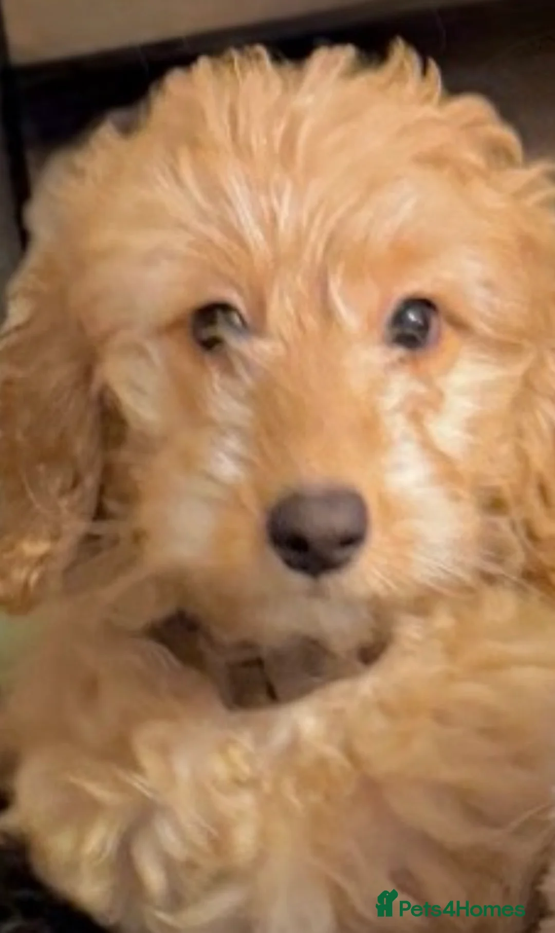 Cockapoo dogs for sale: Cockapoo  - Advert 3