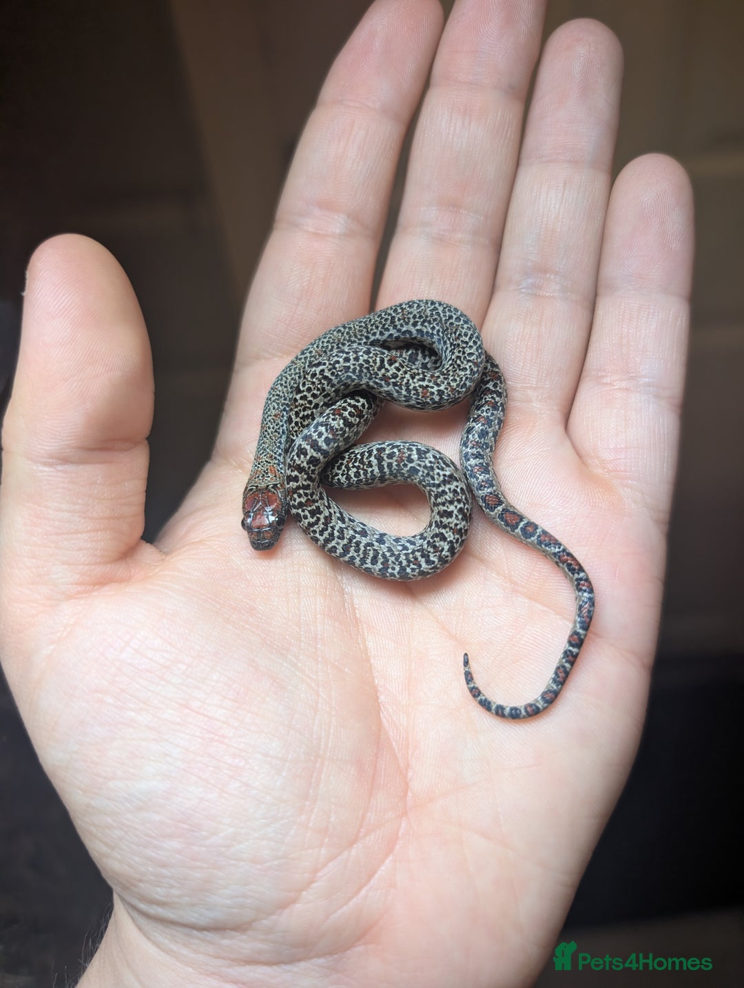 Snake reptiles for sale: Mex Mex kingsnake,  sand boas, rosy boa  - Image 1