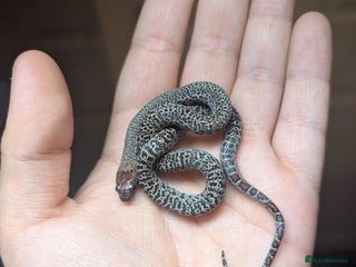 Snake reptiles for sale - Advert 1