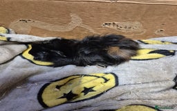 Guinea Pig rodents for sale: Pair of Bonded Baby Male Guinea Pigs For Sale  - Image 11
