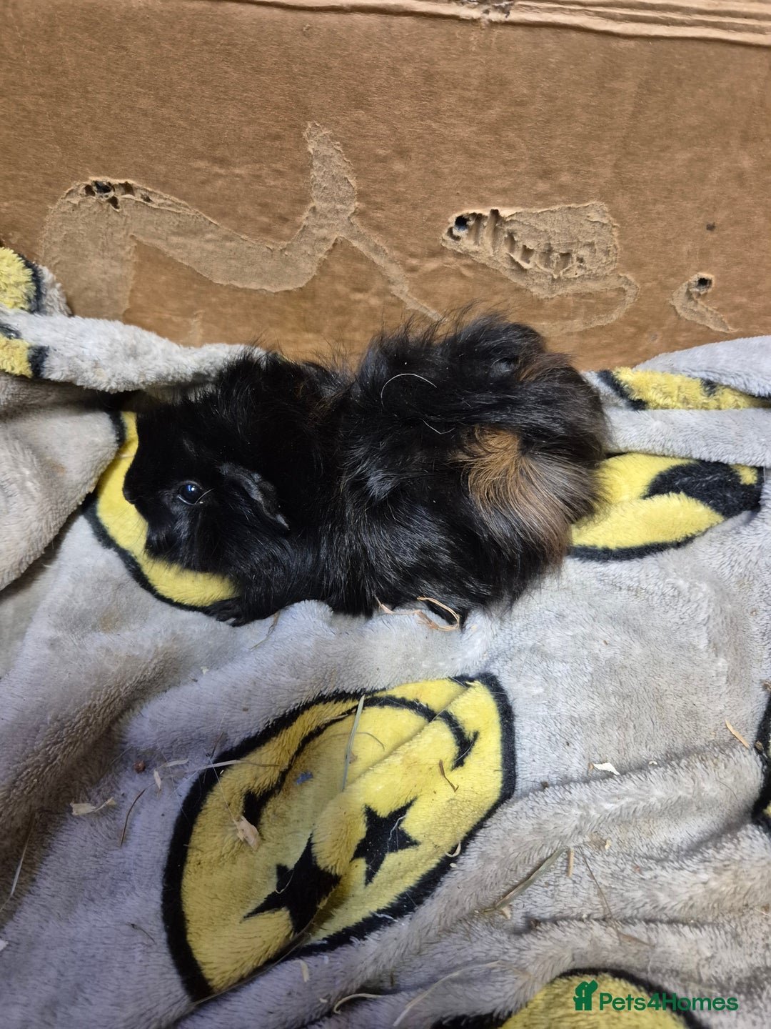 Guinea Pig rodents for sale: Pair of Bonded Baby Male Guinea Pigs For Sale  - Image 11