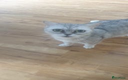 British Shorthair cats for sale: Pedigree British Shorthair  - Image 4