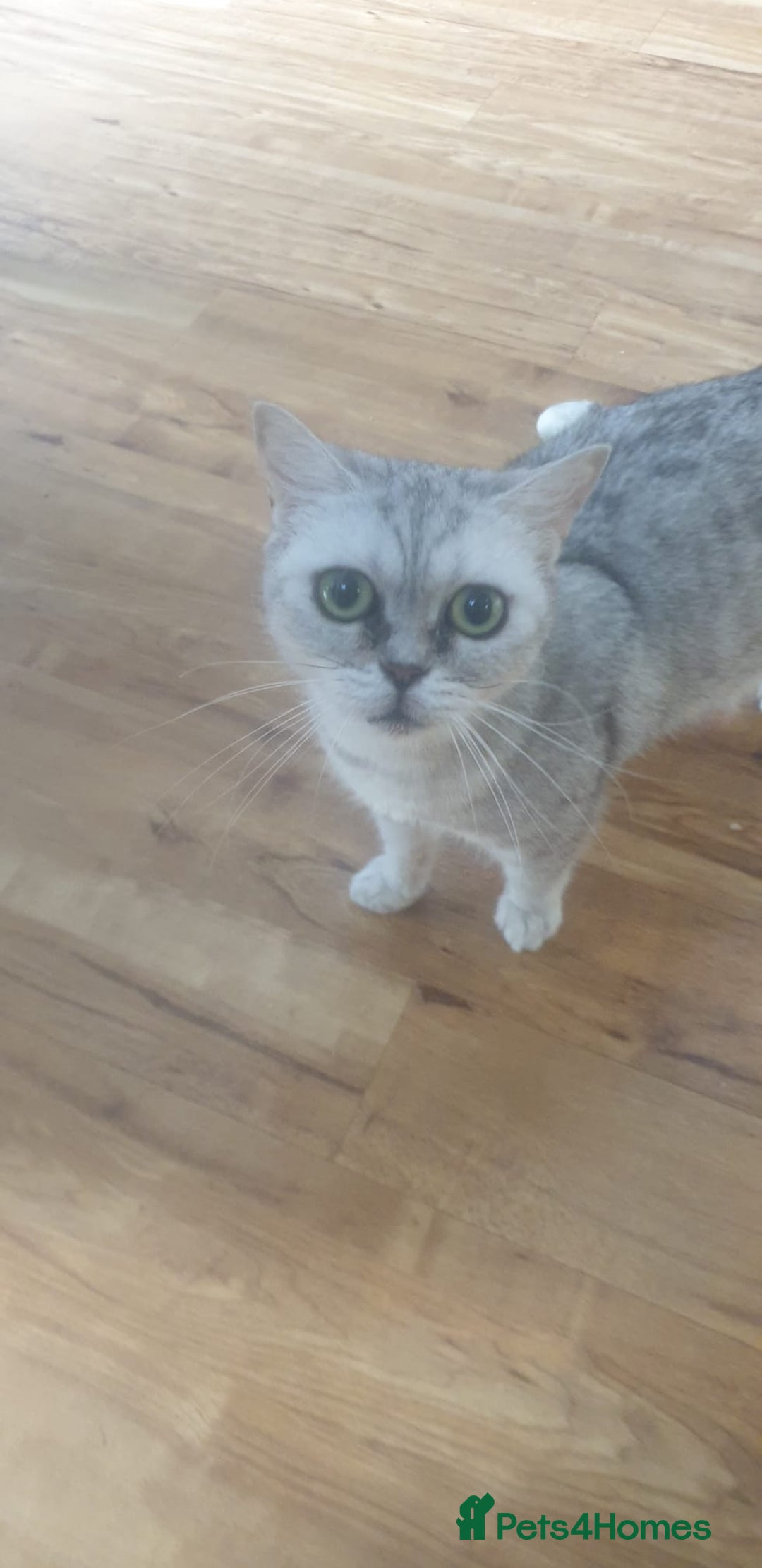 British Shorthair cats for sale: Pedigree British Shorthair  - Image 4