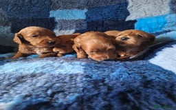 Cockapoo dogs for sale: Cockerpoo Puppies – Standard Size Red Boys Only - Image 12