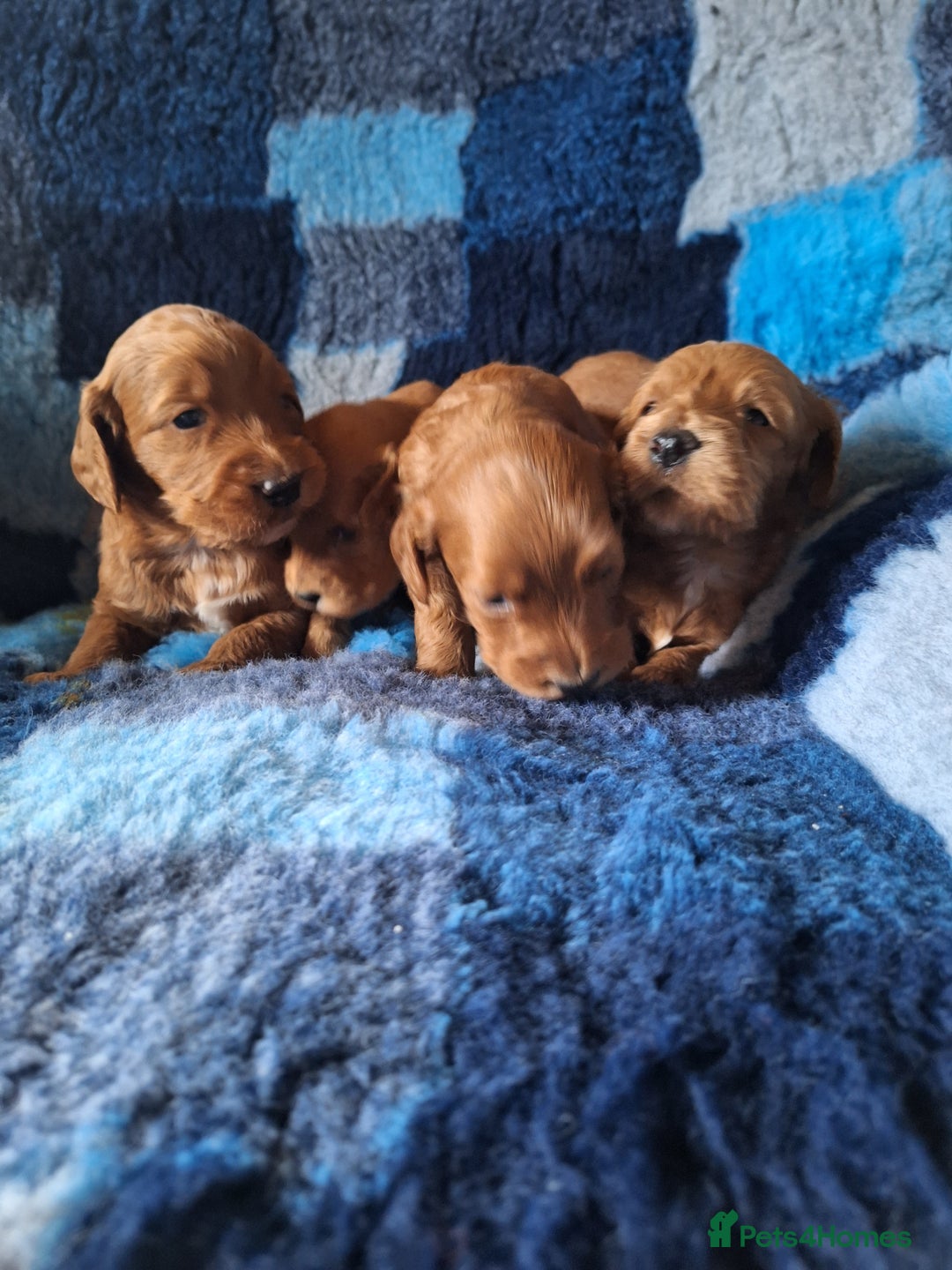 Cockapoo dogs for sale: Cockerpoo Puppies – Standard Size Red Boys Only - Image 12