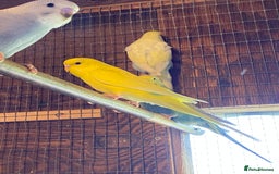 Budgerigars birds for sale: Baby budgies - Image 14