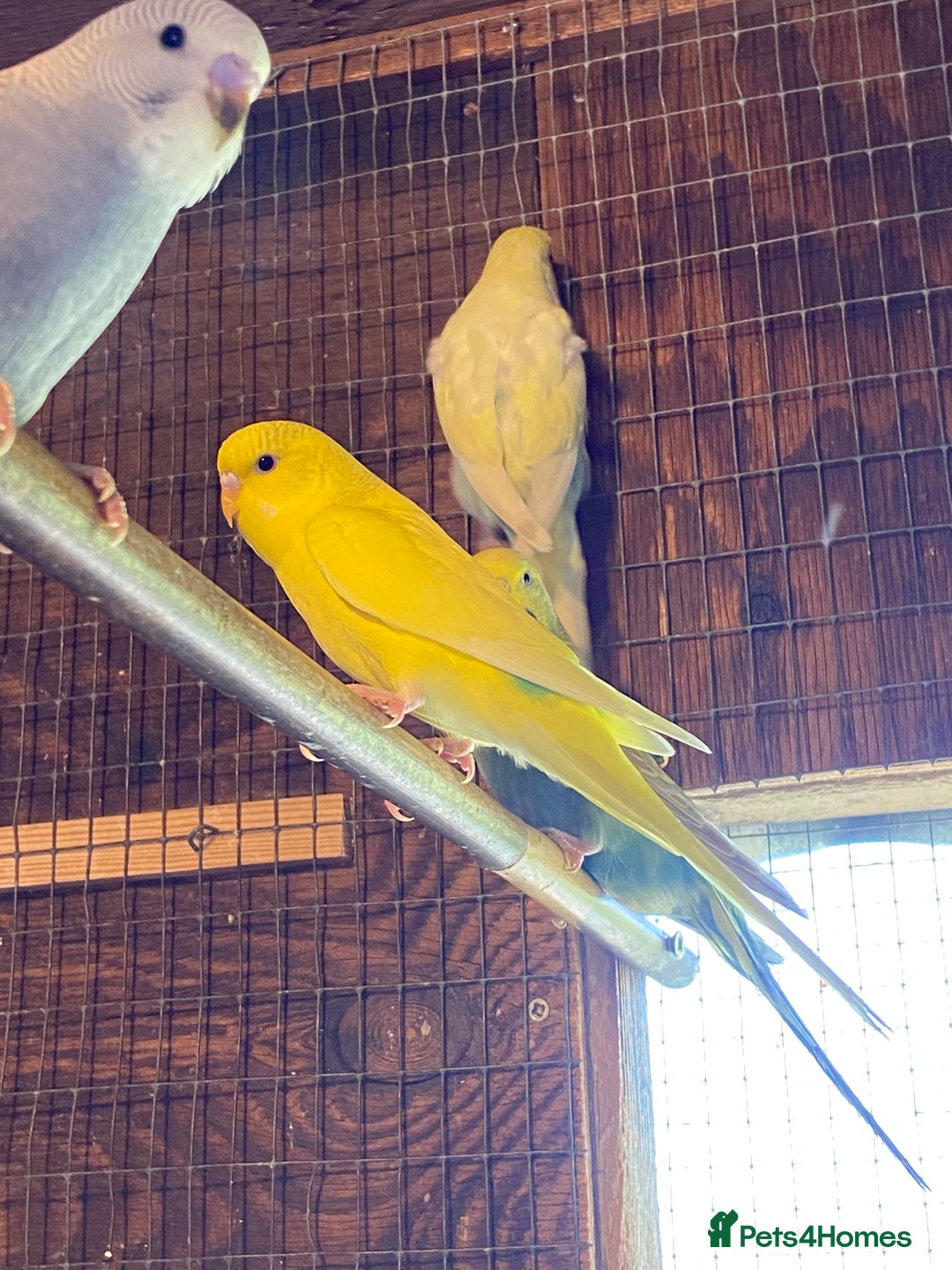 Budgerigars birds for sale: Baby budgies - Image 14