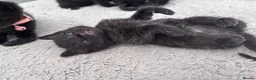 Domestic Shorthair cats for sale: 🐈‍⬛Liquorice litter of kittens🖤 in Wisbech - Advert 3