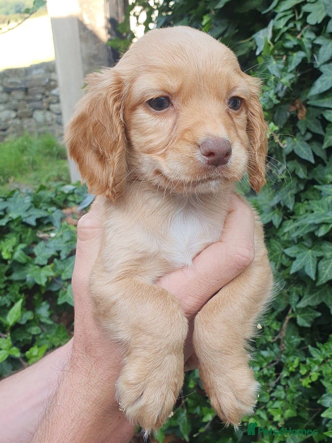Cocker Spaniel dogs for sale: Cocker spaniel puppies - Image 5