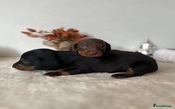 Dachshund dogs for sale: Beautiful Standard Dachshund Puppies  - Image 5
