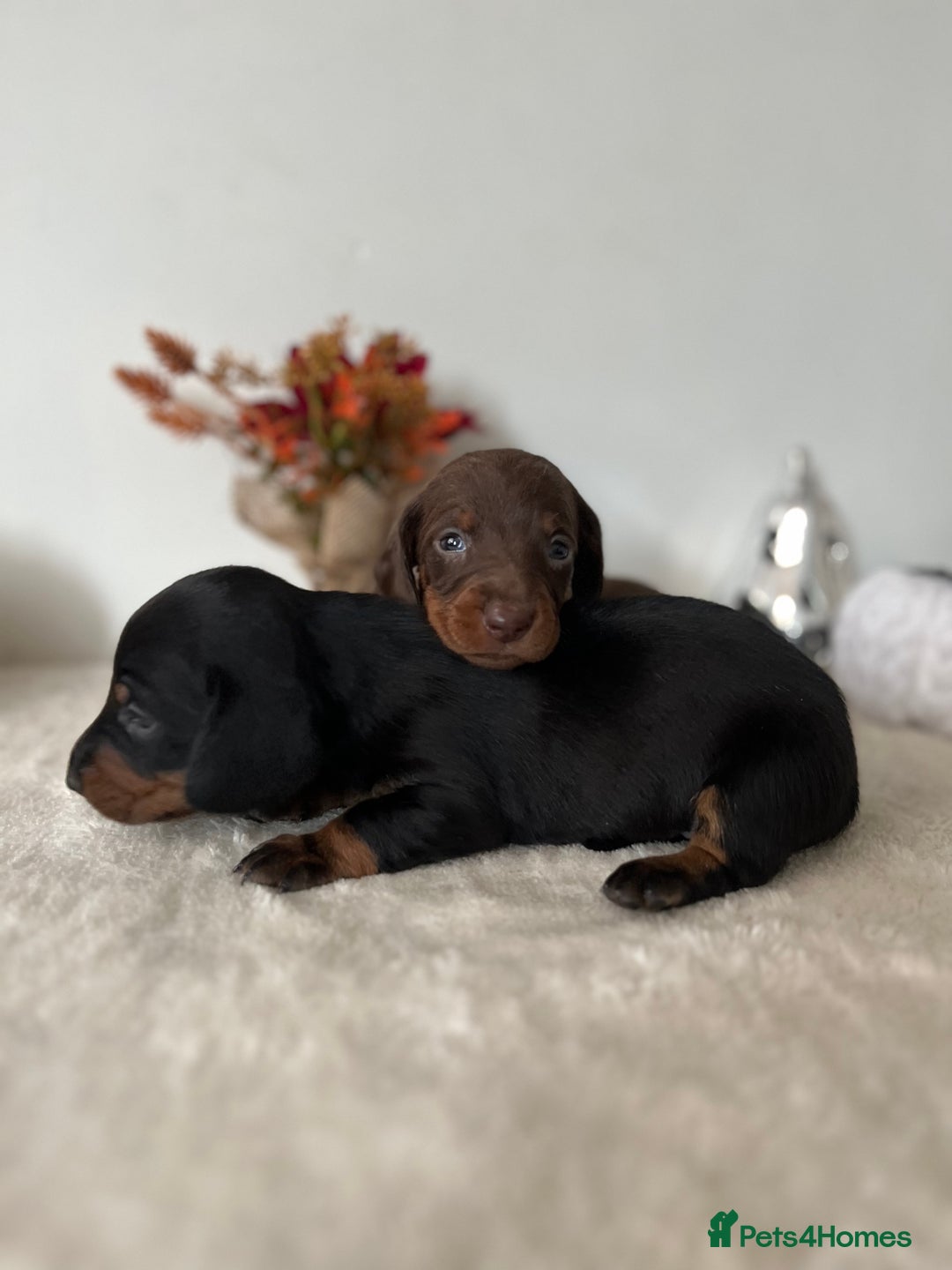 Dachshund dogs for sale: Beautiful Standard Dachshund Puppies  - Image 5