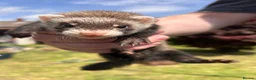 Ferret rodents for sale: Ferrets for sale boys and girls in Newton Aycliffe - Advert 7