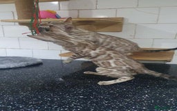 Bengal cats for sale: 🔥✨Pedigree TICA-Registered Bengals - Image 13