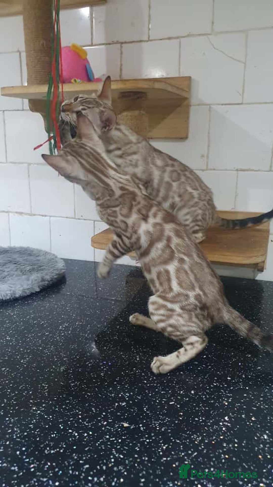 Bengal cats for sale: 🔥✨Pedigree TICA-Registered Bengals - Image 13