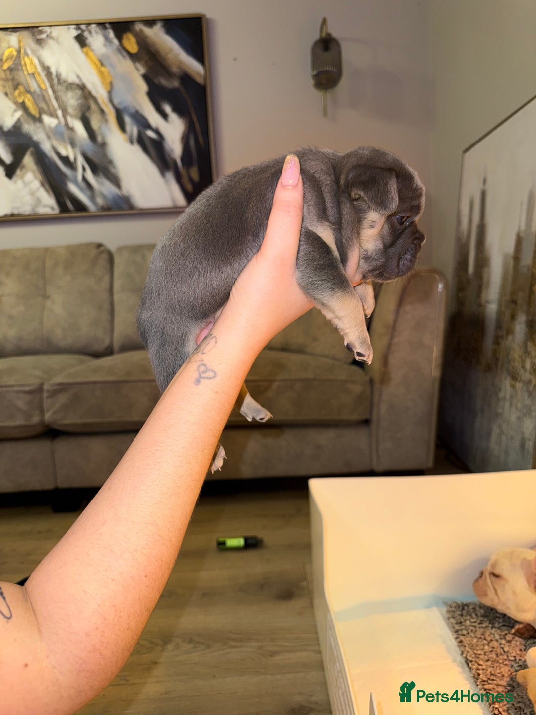 French Bulldog dogs for sale: 4 stunning French bulldogs carrying fluffy - Advert 7