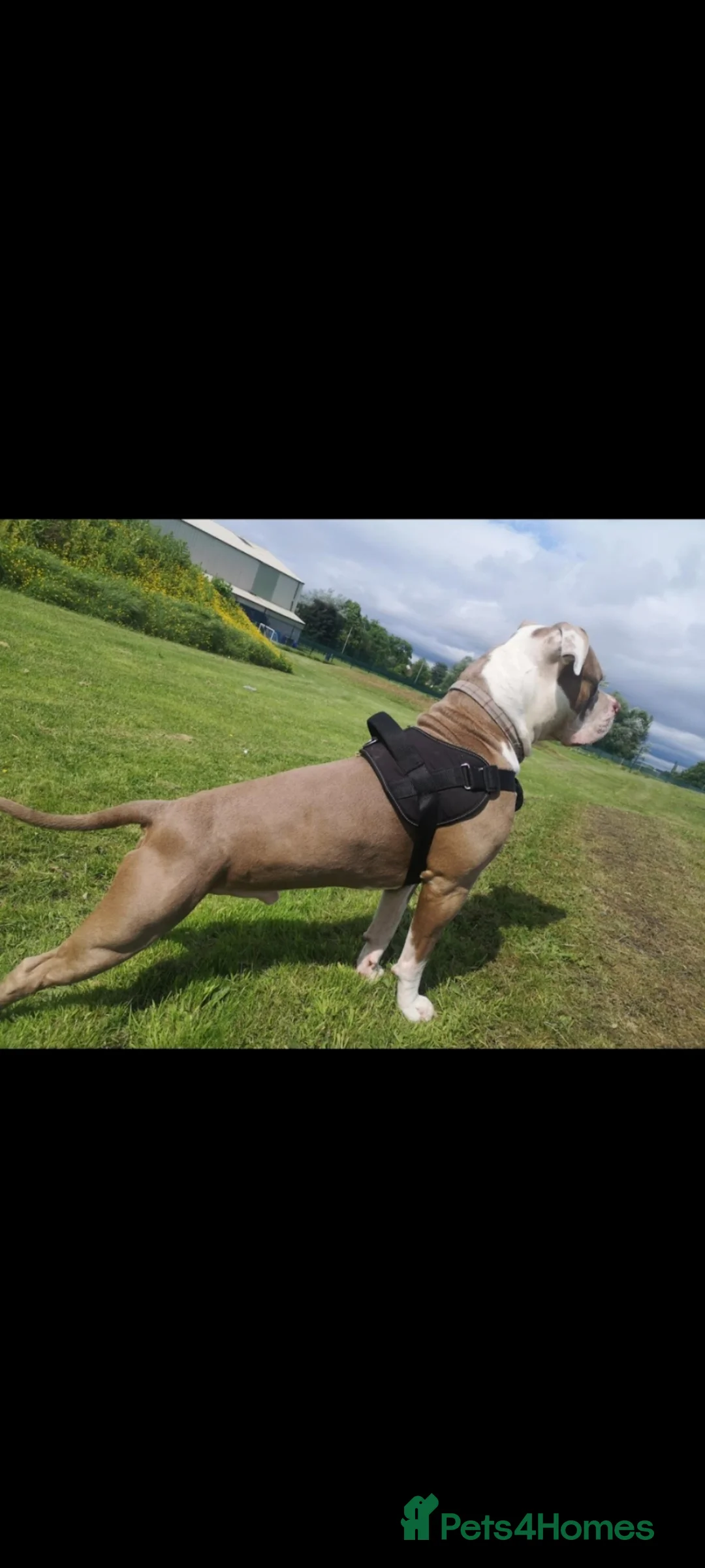 American Bulldog dogs for stud: Stunning American Bulldog for stud - Advert 1