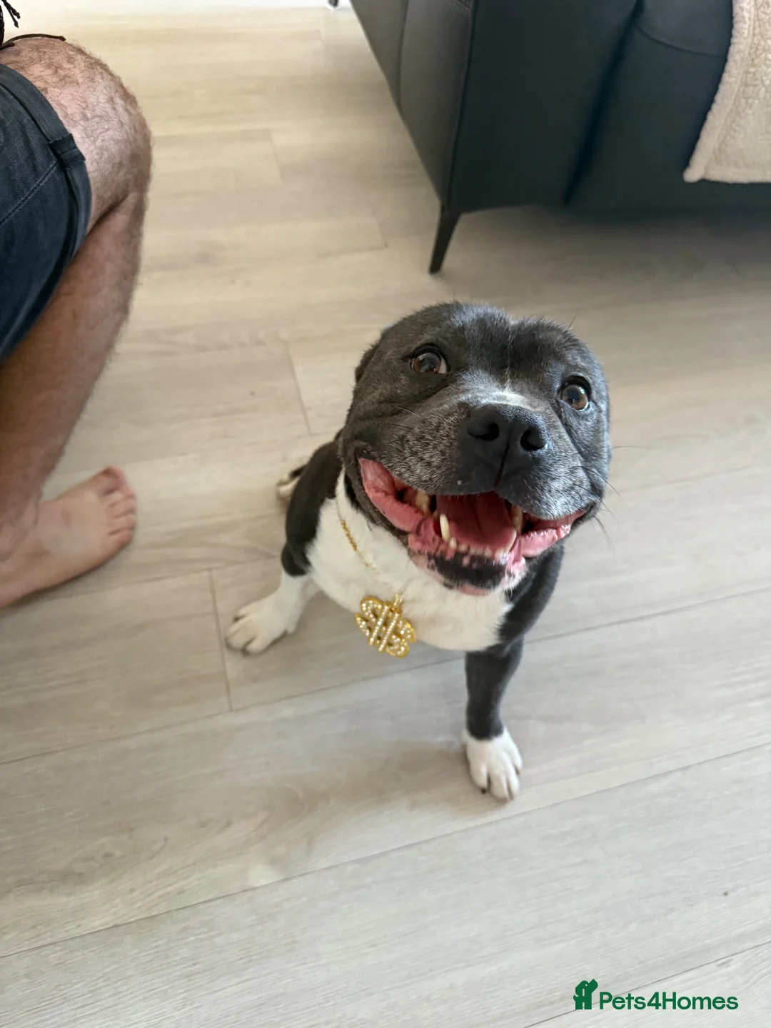 Staffordshire Bull Terrier dogs for sale: Blue staffy male needs a new home  in Wellingborough - Advert 2