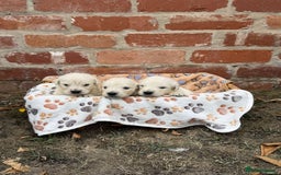 Golden Retriever dogs for sale: Old English cream golden retrievers  - Image 6