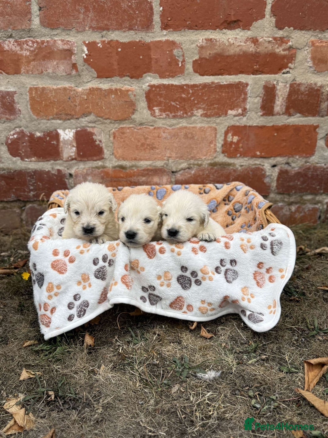Golden Retriever dogs for sale: Old English cream golden retrievers  - Image 6