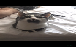 Domestic Shorthair cats for sale: Domestic shorthair cat aged 1 year 3 months - Image 4