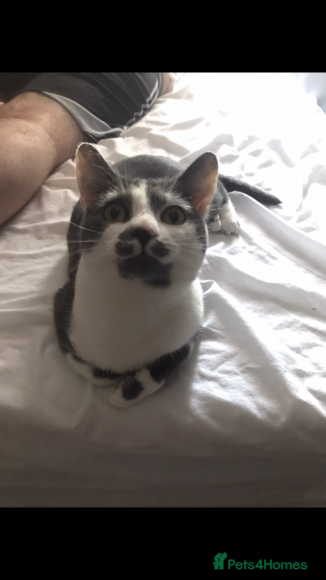 Domestic Shorthair cats for sale: Domestic shorthair cat aged 1 year 3 months - Image 4