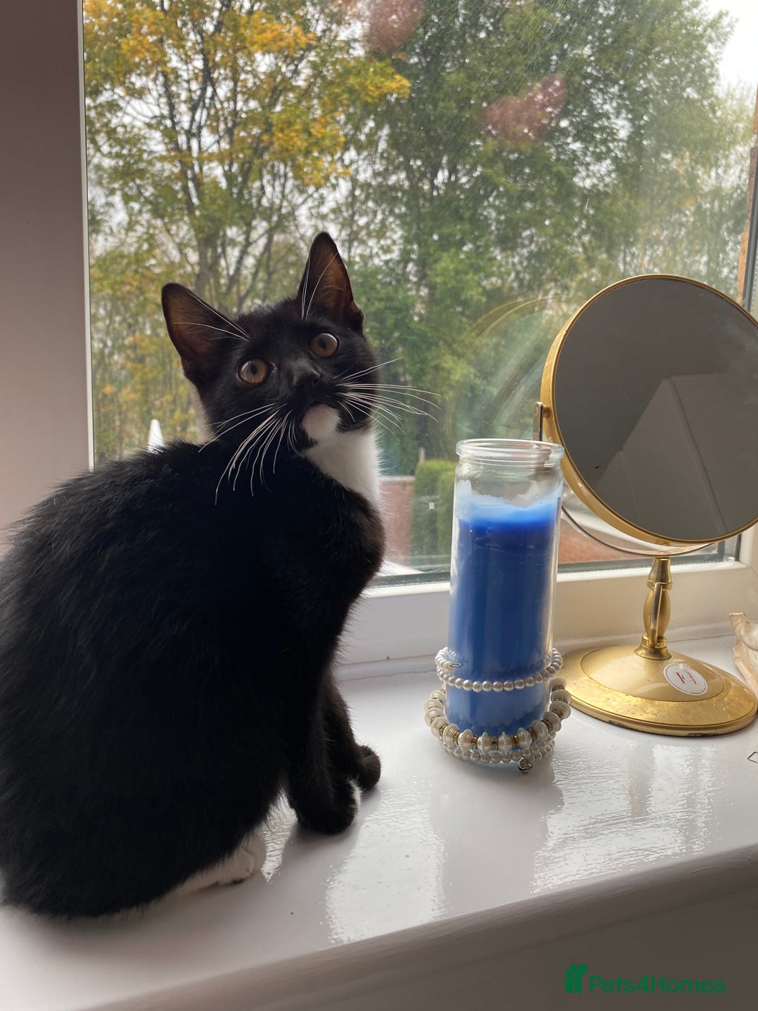 Mixed Breed cats for sale: Tuxedo Tabby kittens  - Image 3
