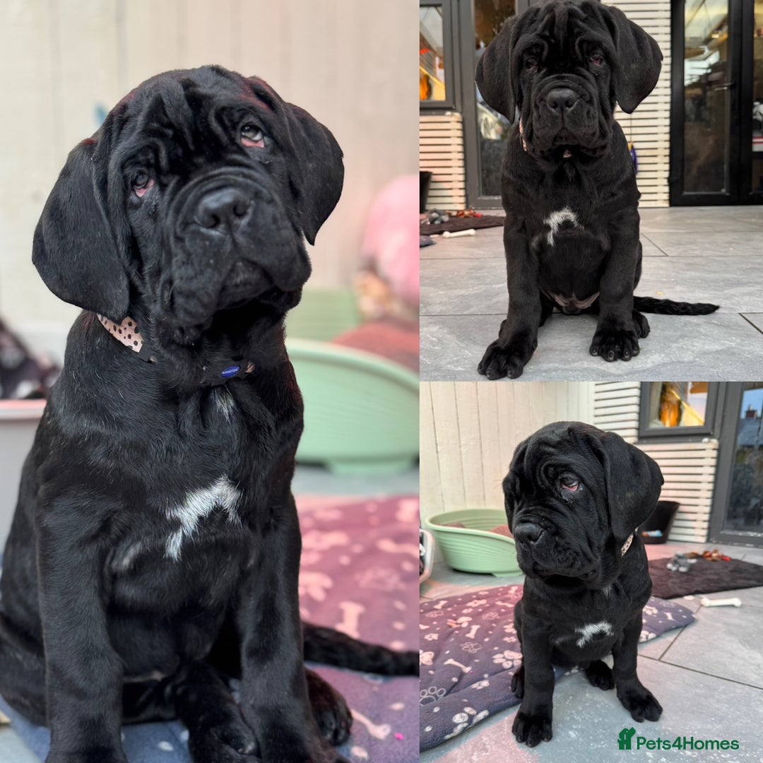 Mastiff dogs for sale: 2 Neapolitan mastiff puppies black girls  - Advert 2