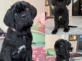 Mastiff dogs Neapolitan mastiff puppies 3 black girls - Advert 5