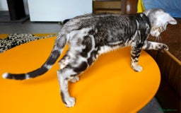 Bengal cats for sale: Exceptional Bengal kittens Available  - Image 19