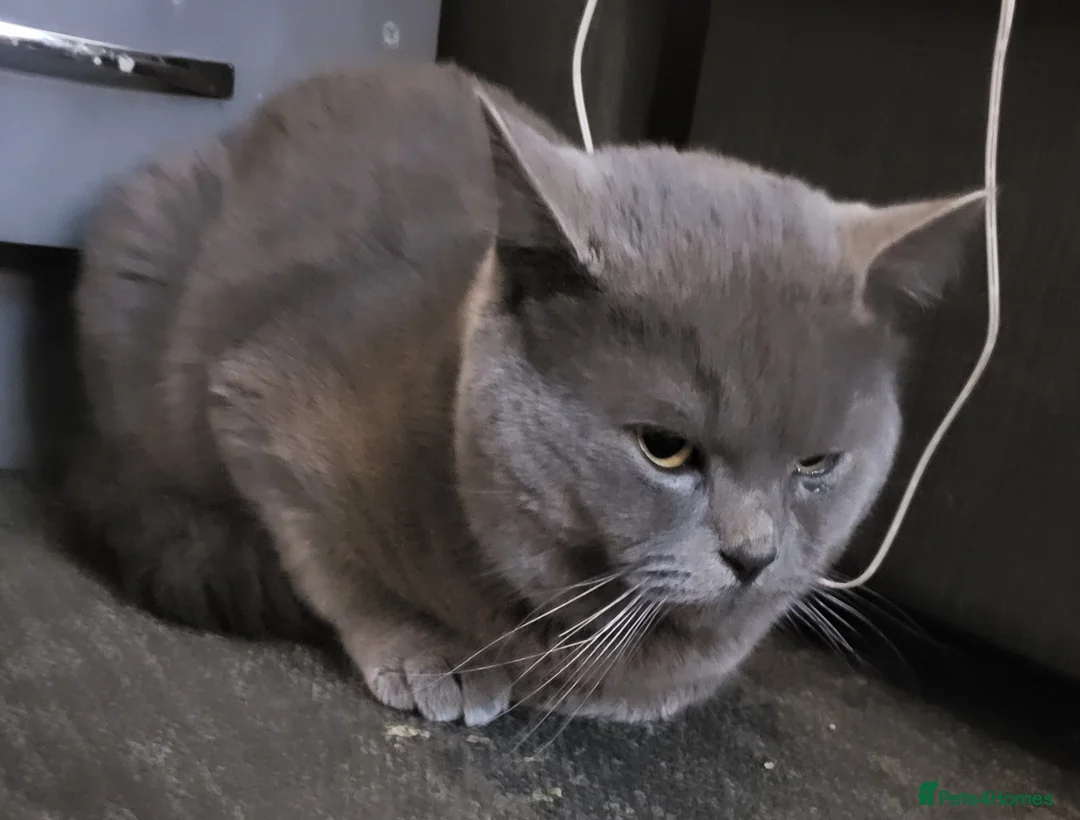 British Shorthair cats for sale: Blue British Shorthair  - Advert 7