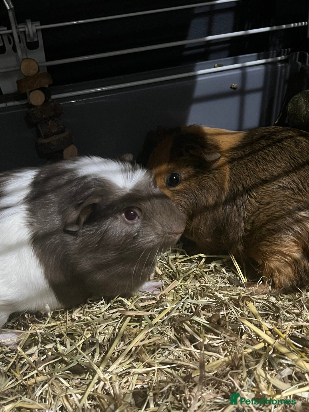 Guinea Pig rodents for sale: Guinea pigs  - Advert 4