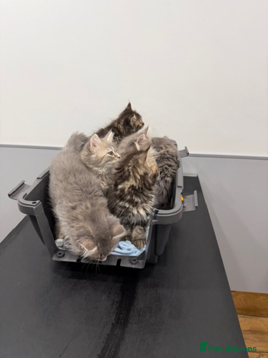 Persian cats for sale: Gorgeous Persian Cross Kittens - Image 7