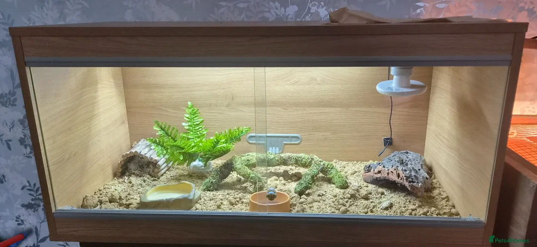 Gecko reptiles for sale: Beautiful leopard gecko - Advert 2