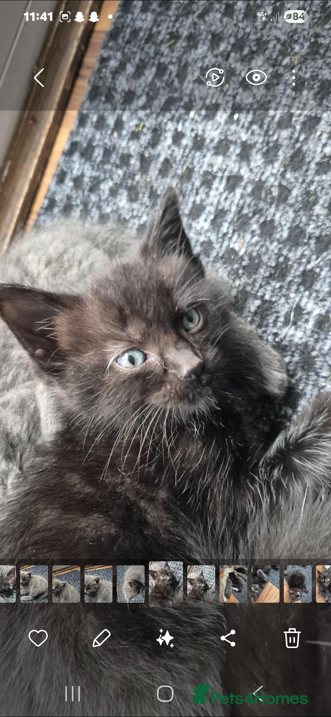 Ragdoll cats for sale: Ragdoll cross kittens - Image 7