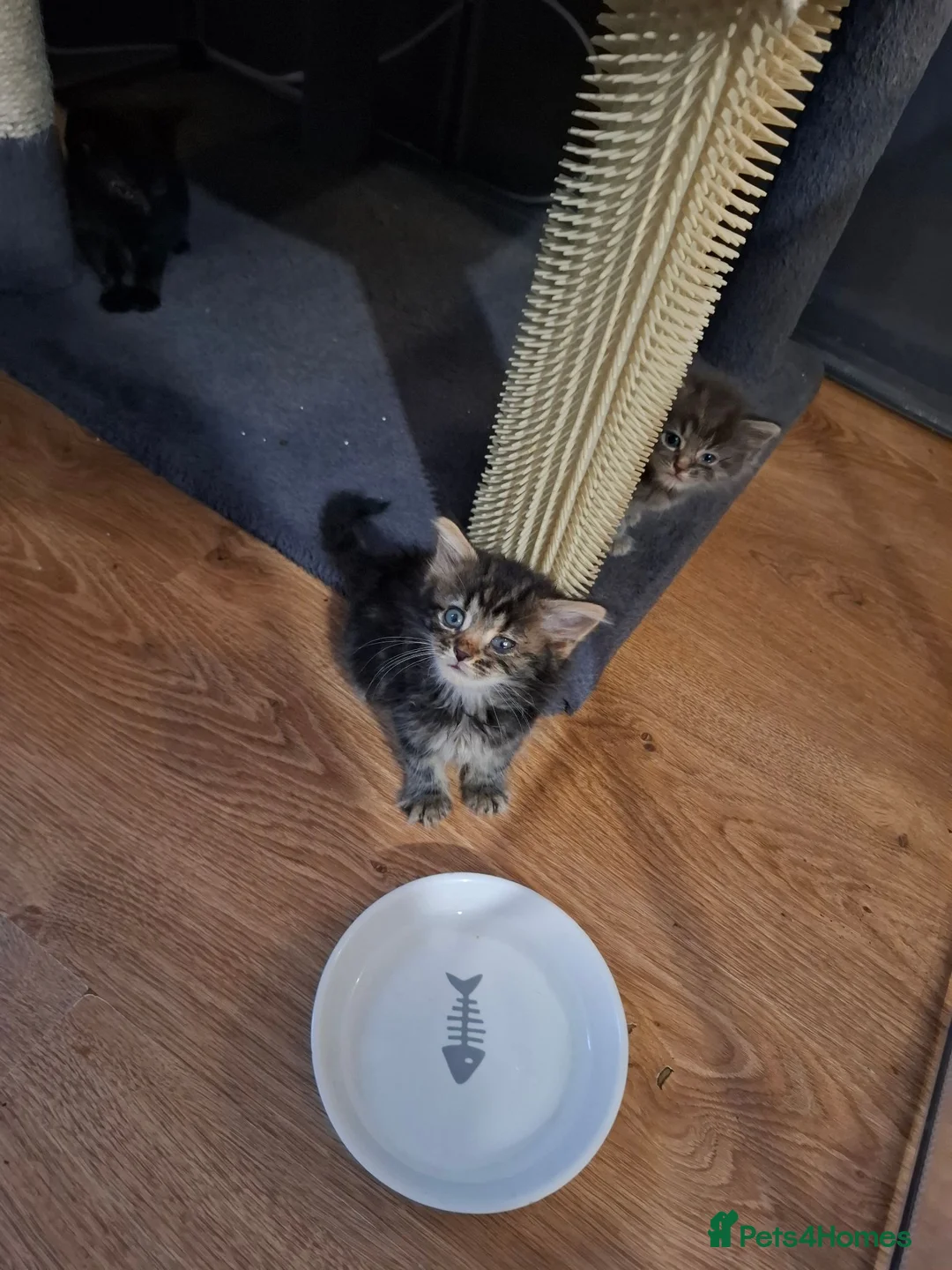 Mixed Breed cats for sale: Lovely kittens looking for their forever homes  - Advert 17