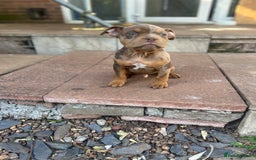 American Bully dogs for sale: 🚨🚨 chocolate tri merls 🚨🚨 - Image 4