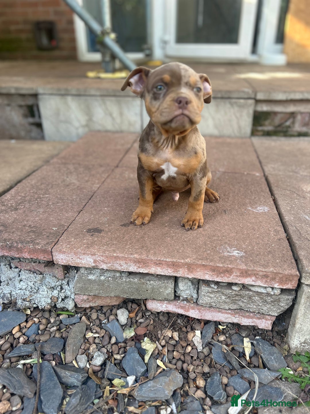 American Bully dogs for sale: 🚨🚨 chocolate tri merls 🚨🚨 - Image 4