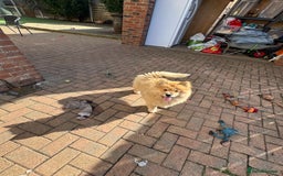 Chow Chow dogs for sale:  🐾 LAST TWO Ready to go STUNNING GIRL chow chows* - Image 10