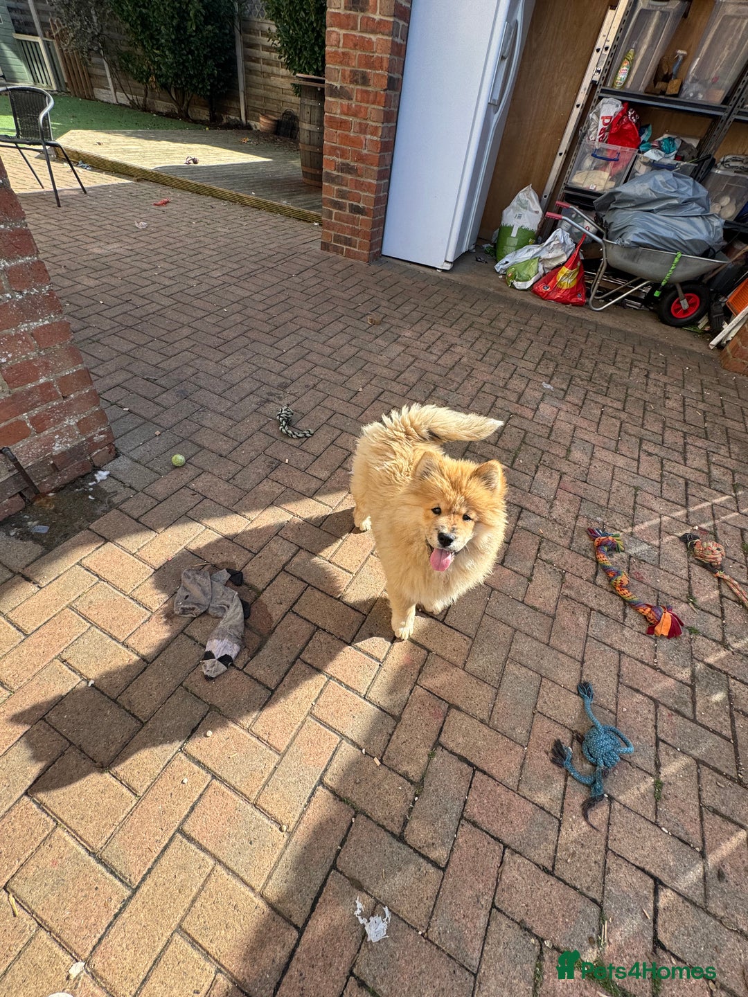 Chow Chow dogs for sale:  🐾 LAST TWO Ready to go STUNNING GIRL chow chows* - Image 10