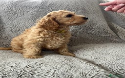 Cockapoo dogs for sale: Cockerpoo puppies - Image 9