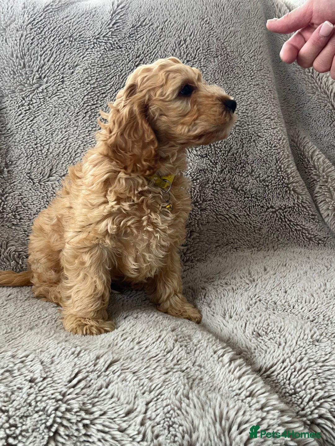 Cockapoo dogs for sale: Cockerpoo puppies - Image 9