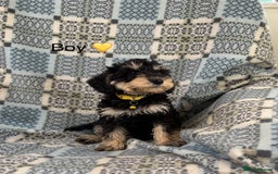 Mixed Breed dogs for sale: F1 MINI SCHNOODLE PUPPIES  - Image 14