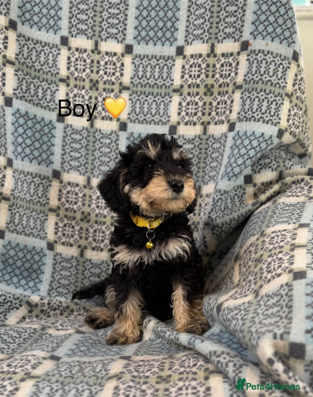 Mixed Breed dogs for sale: F1 MINI SCHNOODLE PUPPIES  - Image 14