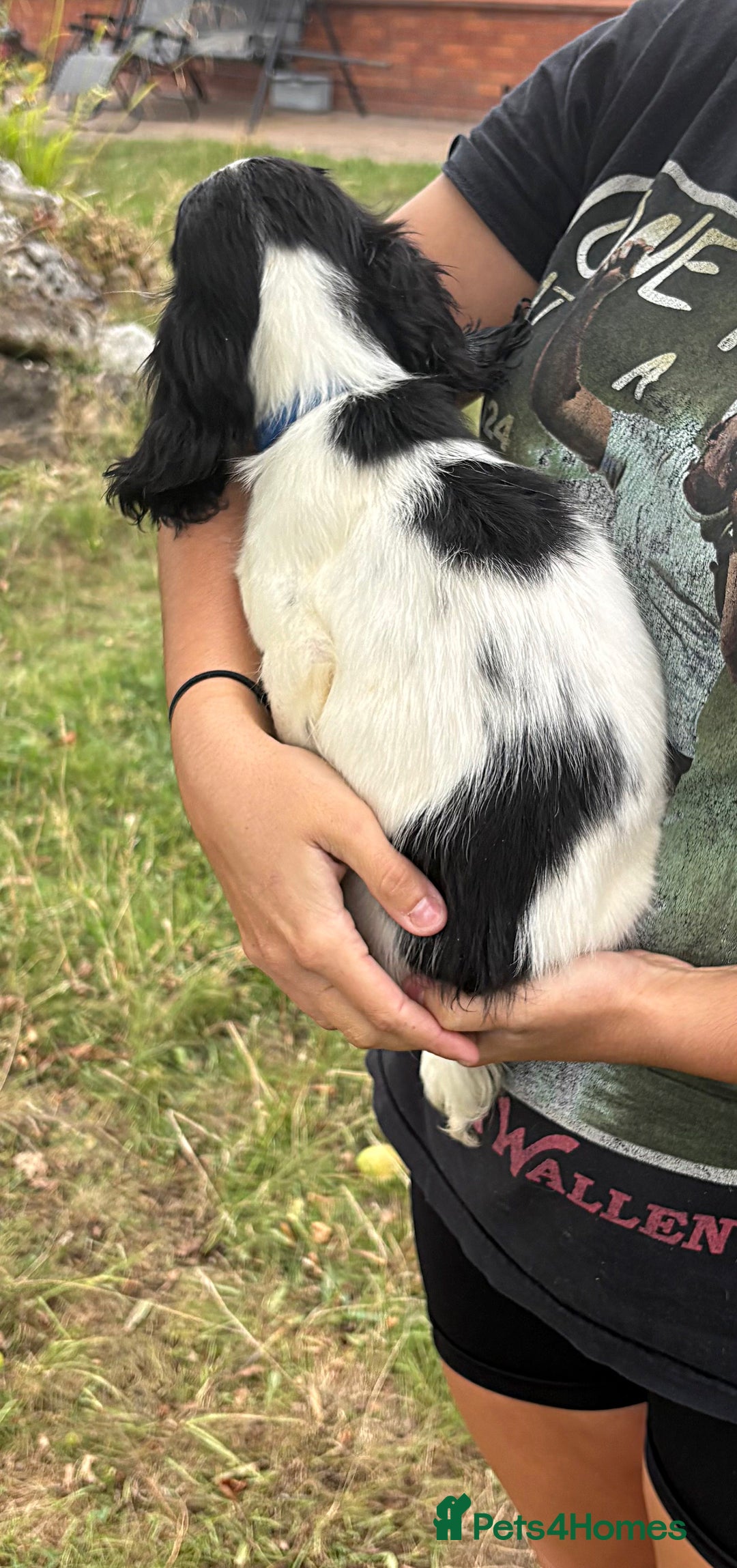 Cocker Spaniel dogs for sale: Ready now Working cocker spaniels 3 left - Image 13